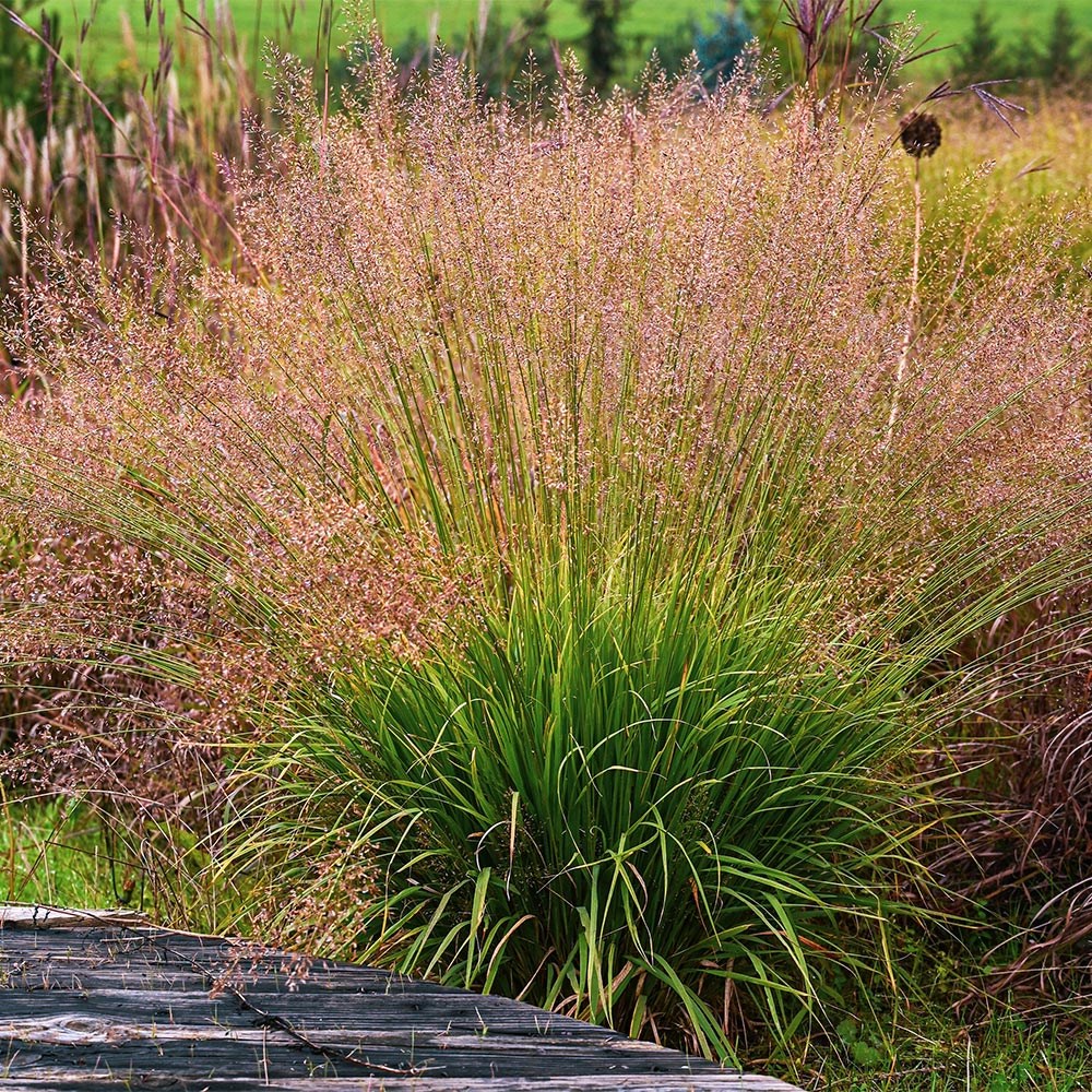 <i>Molinia caerulea</i> 'Banshee' (PBR)