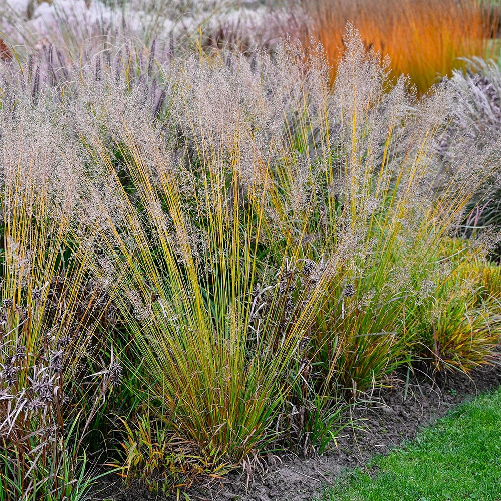 <i>Molinia caerulea</i> 'Banshee' (PBR)