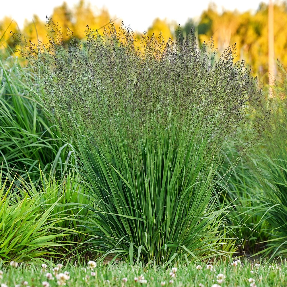 <i>Molinia caerulea</i> 'Banshee' (PBR)