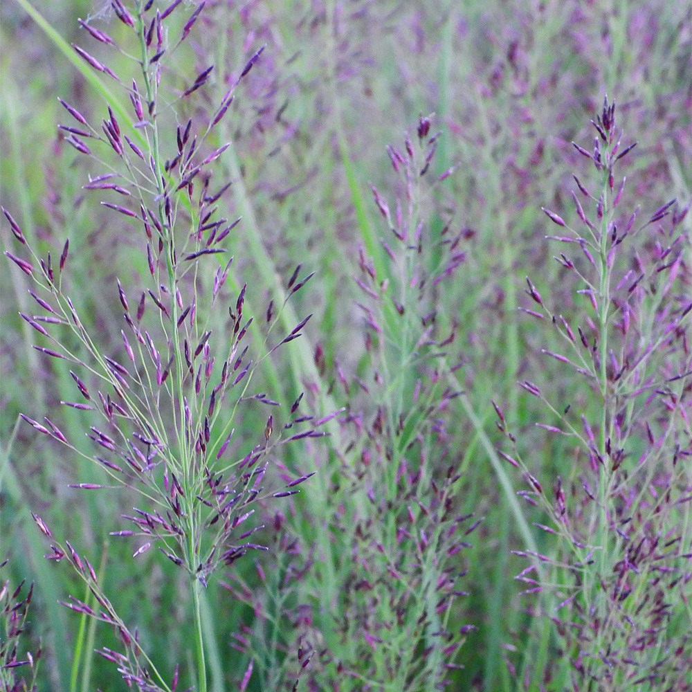 <i>Molinia caerulea</i> 'Banshee' (PBR)