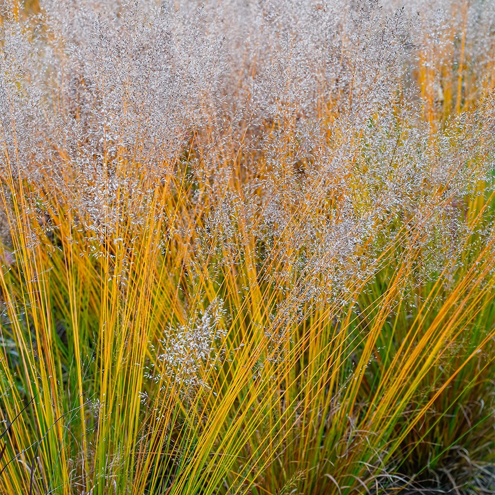 <i>Molinia caerulea</i> 'Banshee' (PBR)