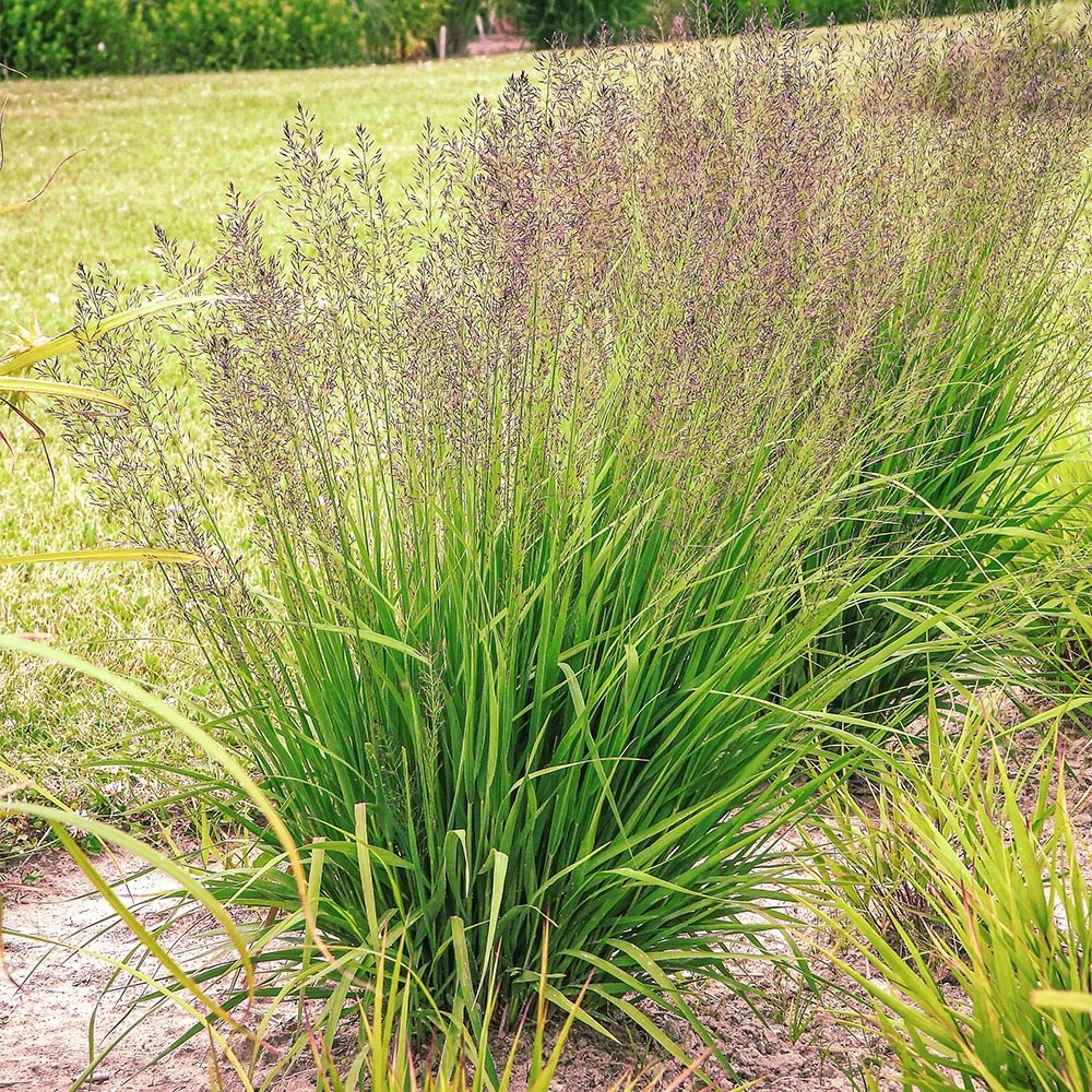 <i>Molinia caerulea</i> 'Banshee' (PBR)