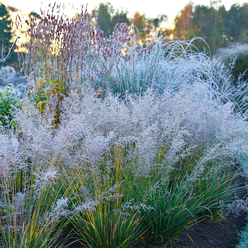 <i>Molinia caerulea</i> 'Banshee' (PBR)