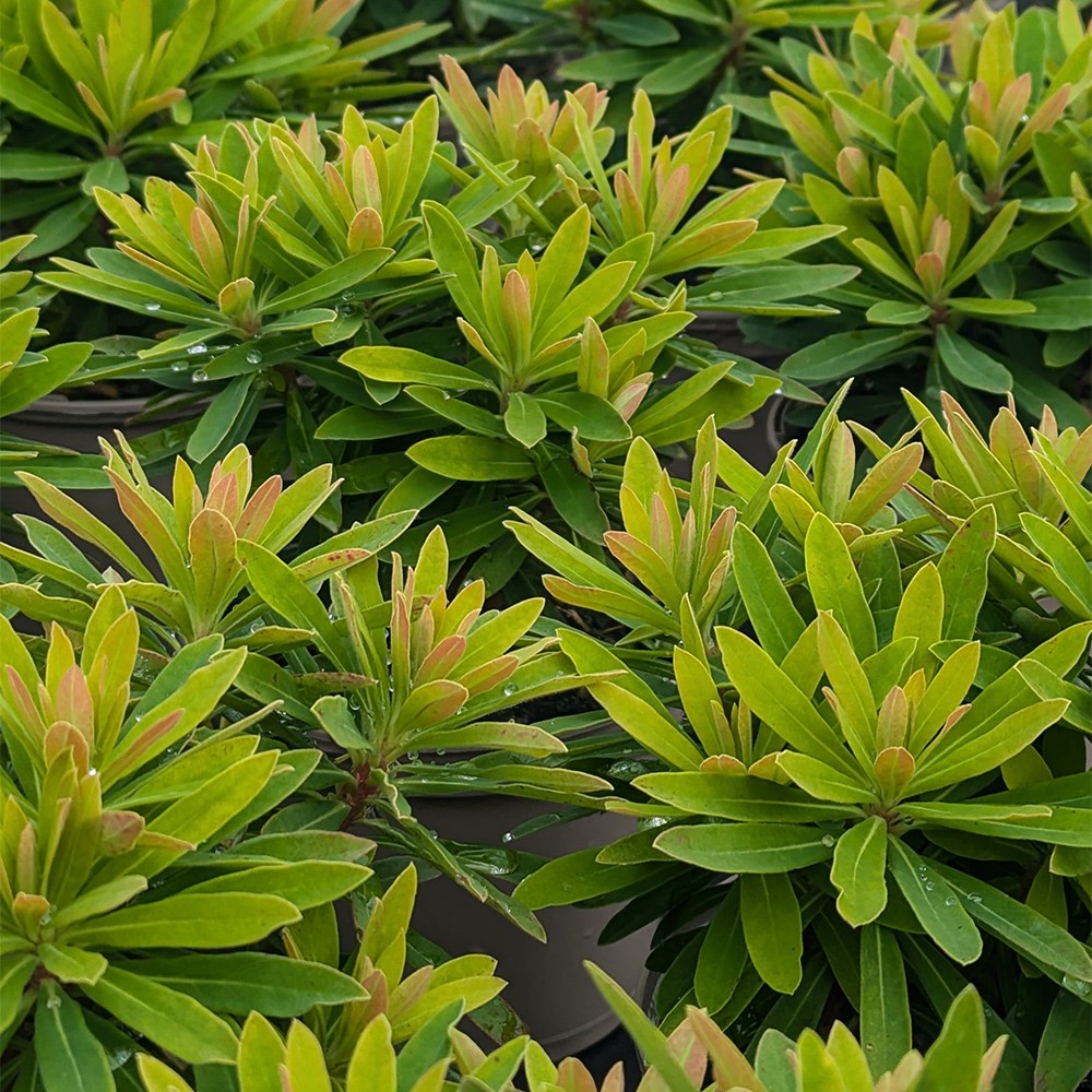 <i>Euphorbia × martinii</i> 'Walberton’s Little Treasure' (PBR)