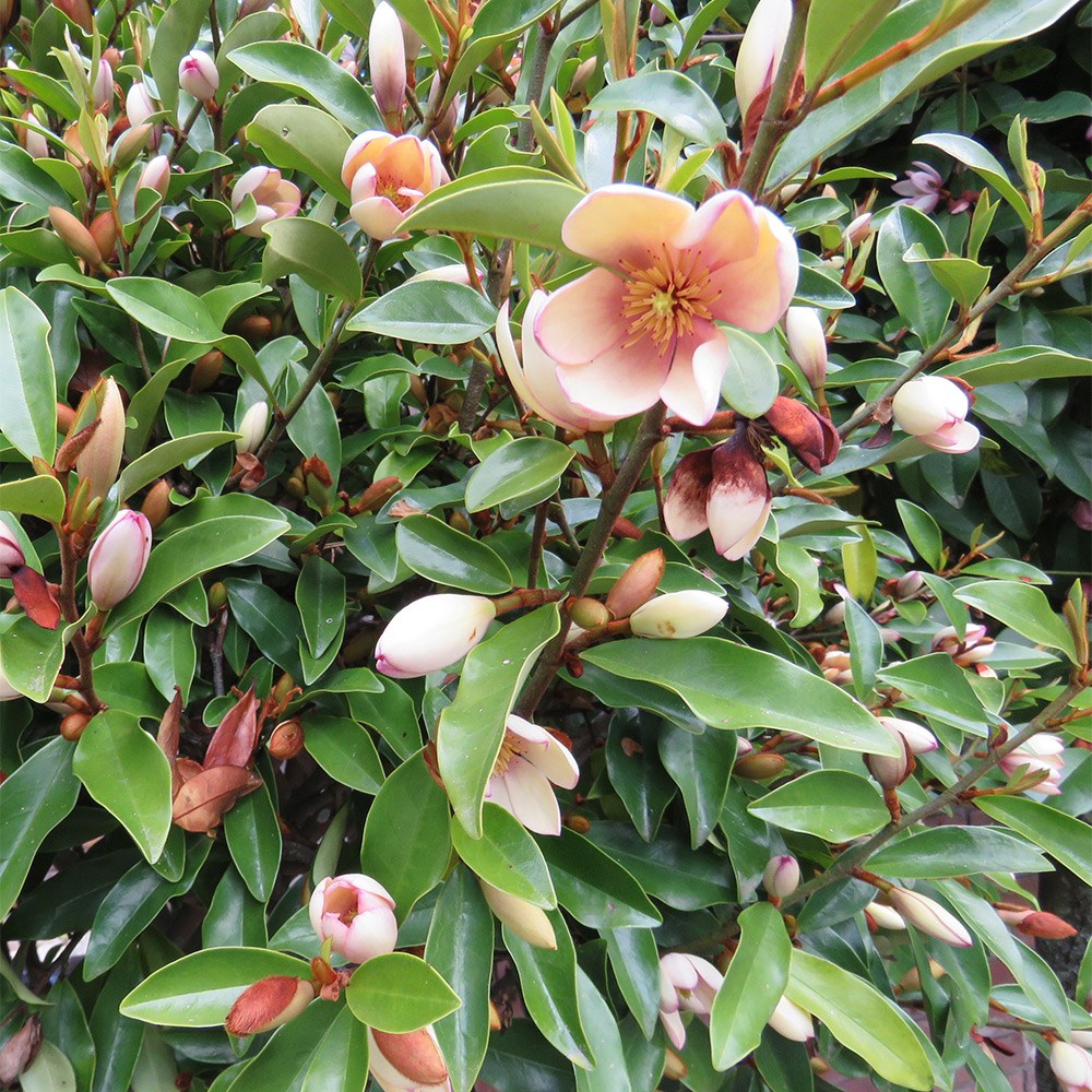 <i>Magnolia</i> <b class=small-caps>Fairy Magnolia Petite Peach</b> (PBR)