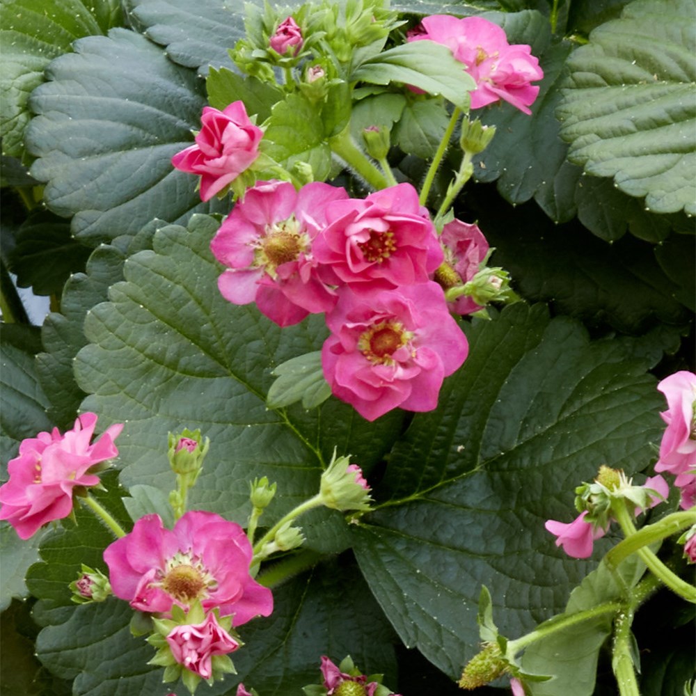 strawberry 'Summer Breeze Cherry' F1