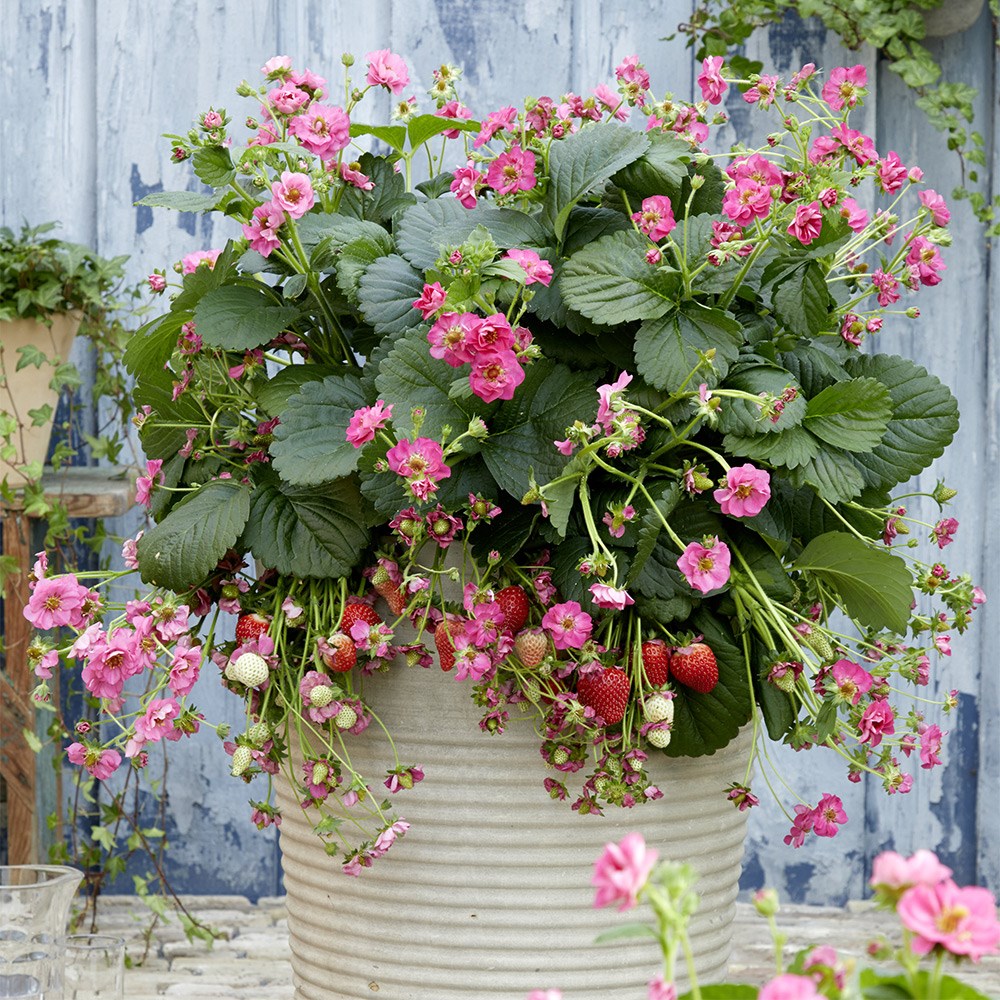 Colourful flowering strawberry collection