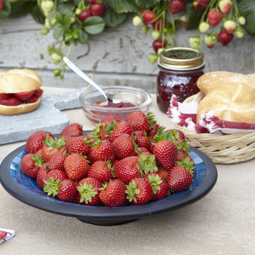 Colourful flowering strawberry collection