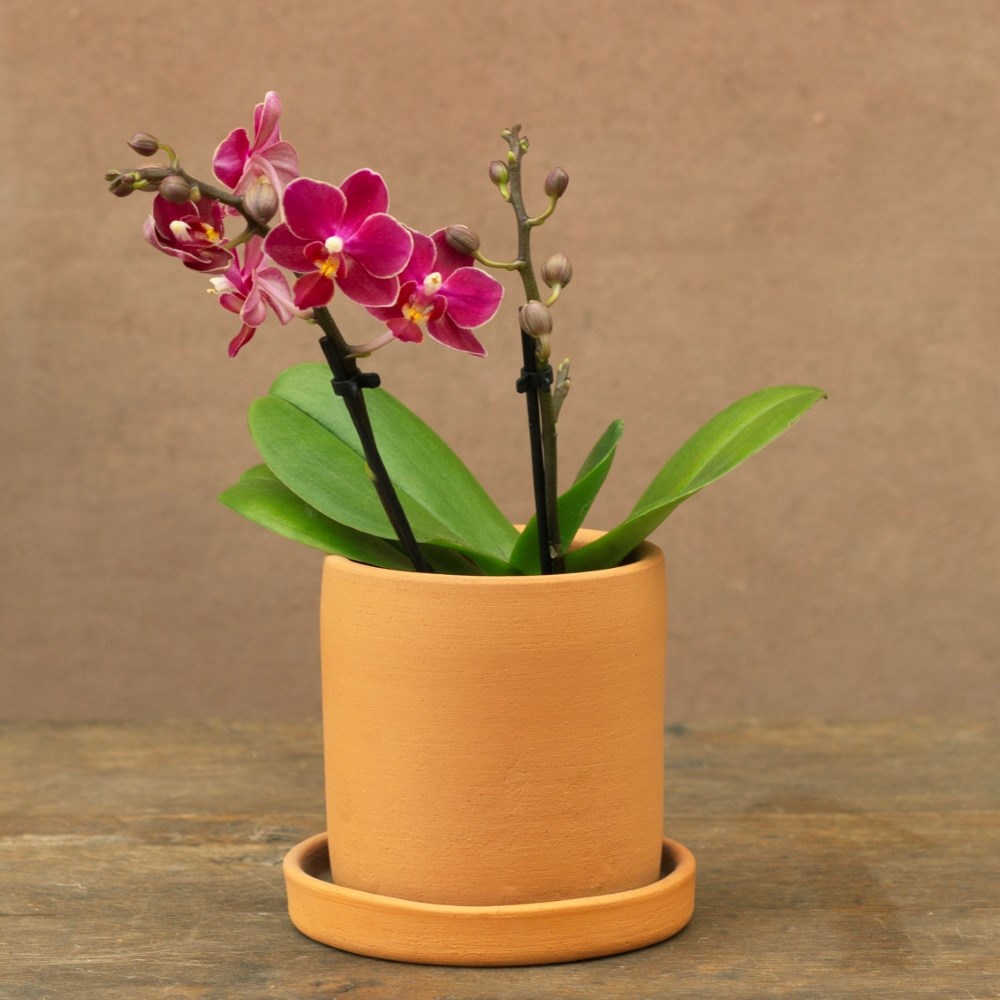 Phalaenopsis Aromio Fruity | Scented Orchid
