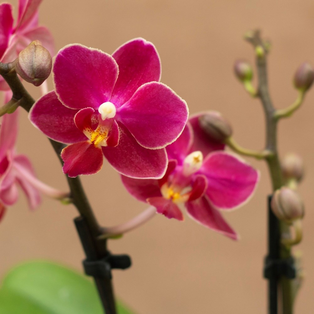 Phalaenopsis Aromio Fruity | Scented Orchid