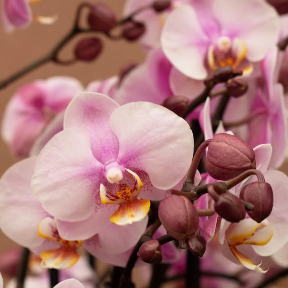 Phalaenopsis Bellissimo Angelo | Orchid