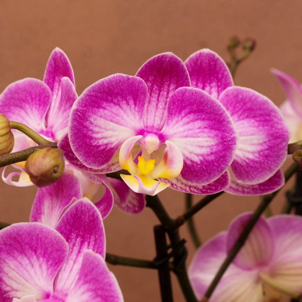 Phalaenopsis Bellissimo Caro | Orchid
