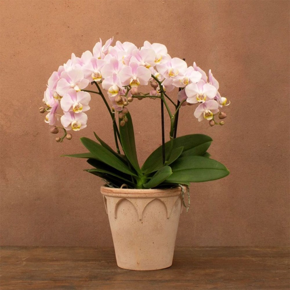 Phalaenopsis Bellissimo Adora | Orchid