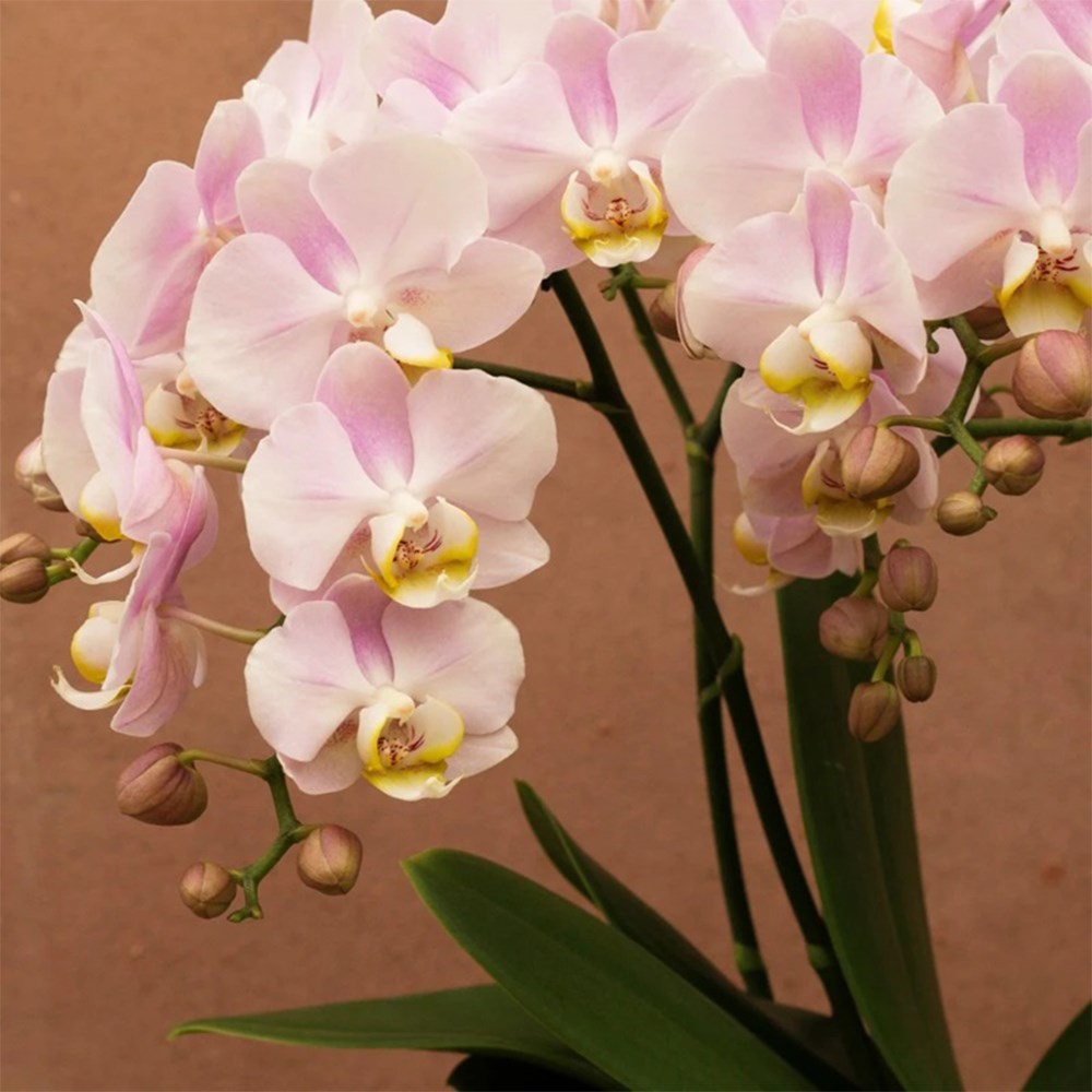 Phalaenopsis Bellissimo Adora | Orchid