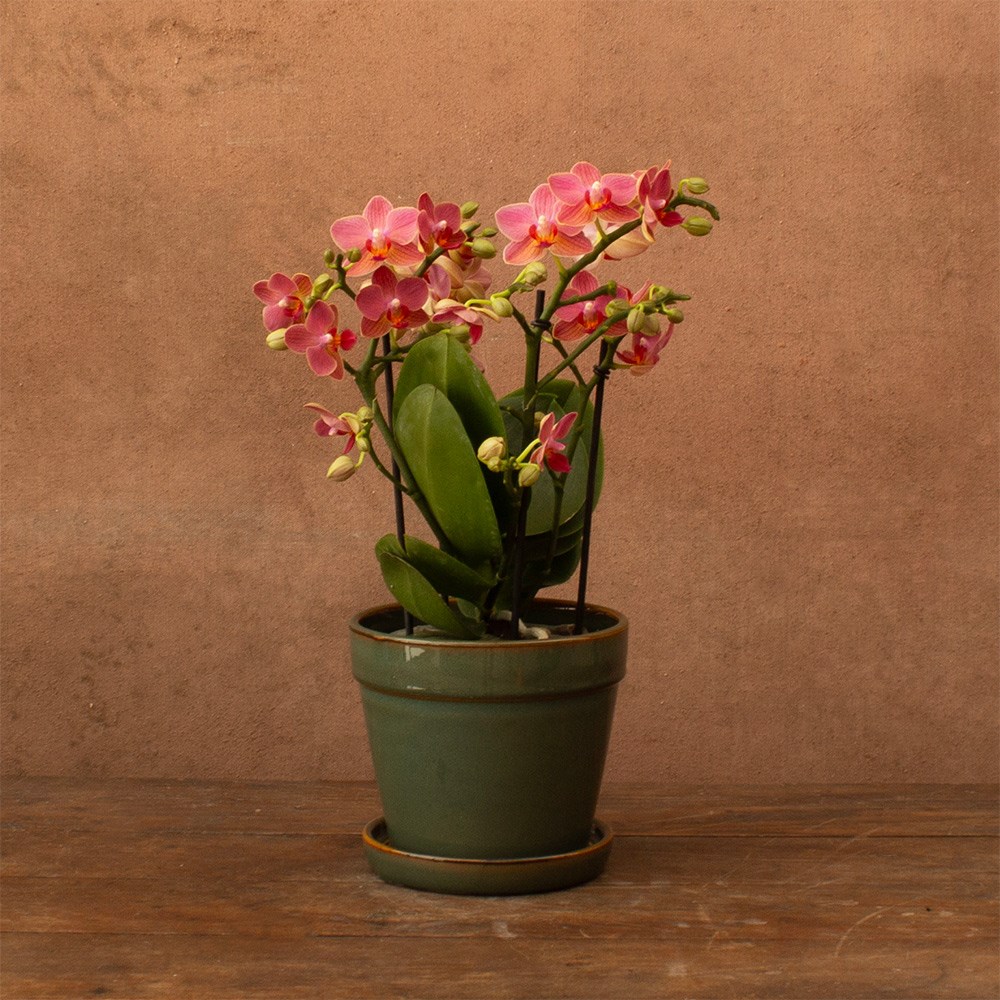 Phalaenopsis Boquetto Charme | Orchid