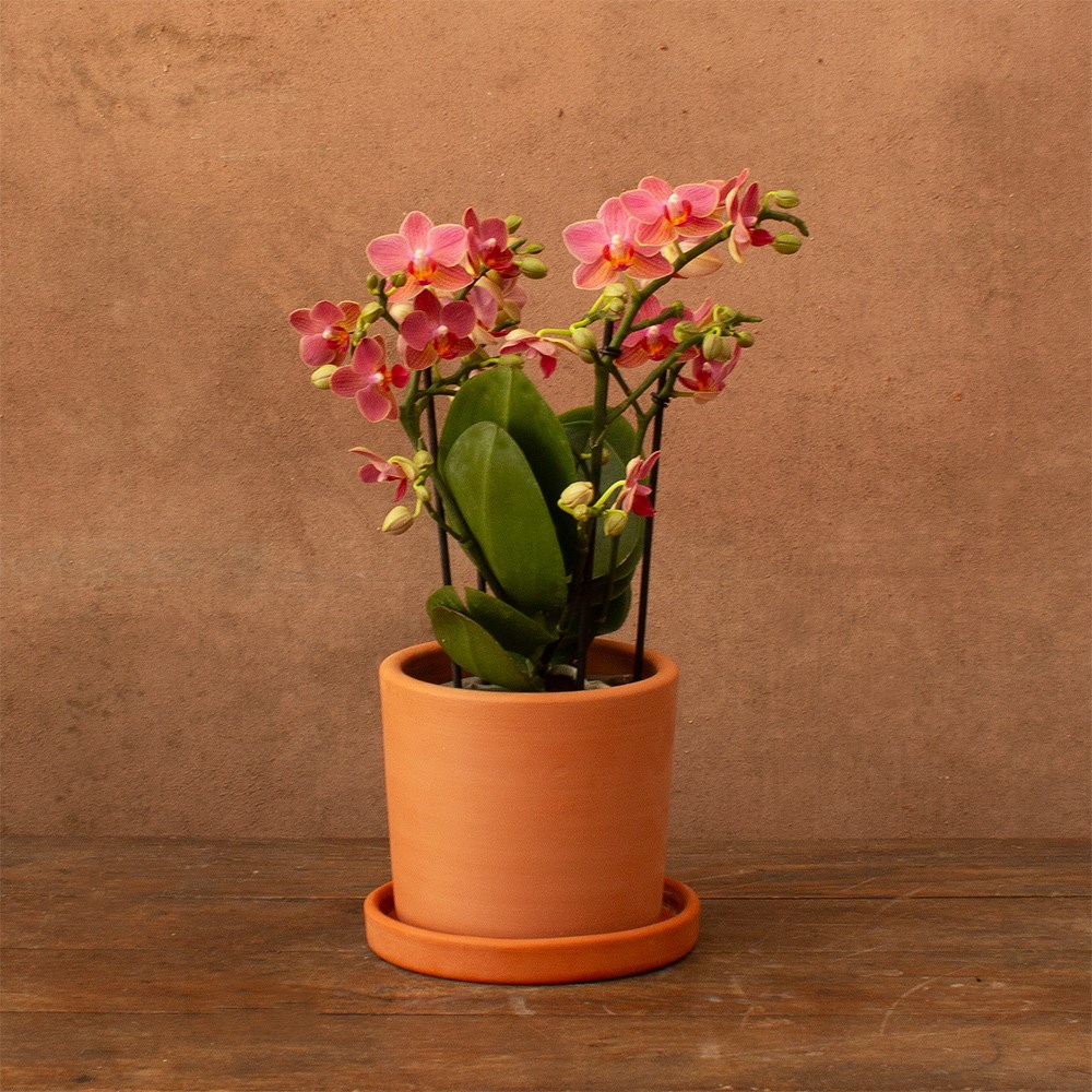 Phalaenopsis Boquetto Charme | Orchid
