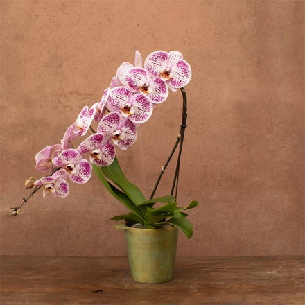 Phalaenopsis Formidablo Iguaza Falls