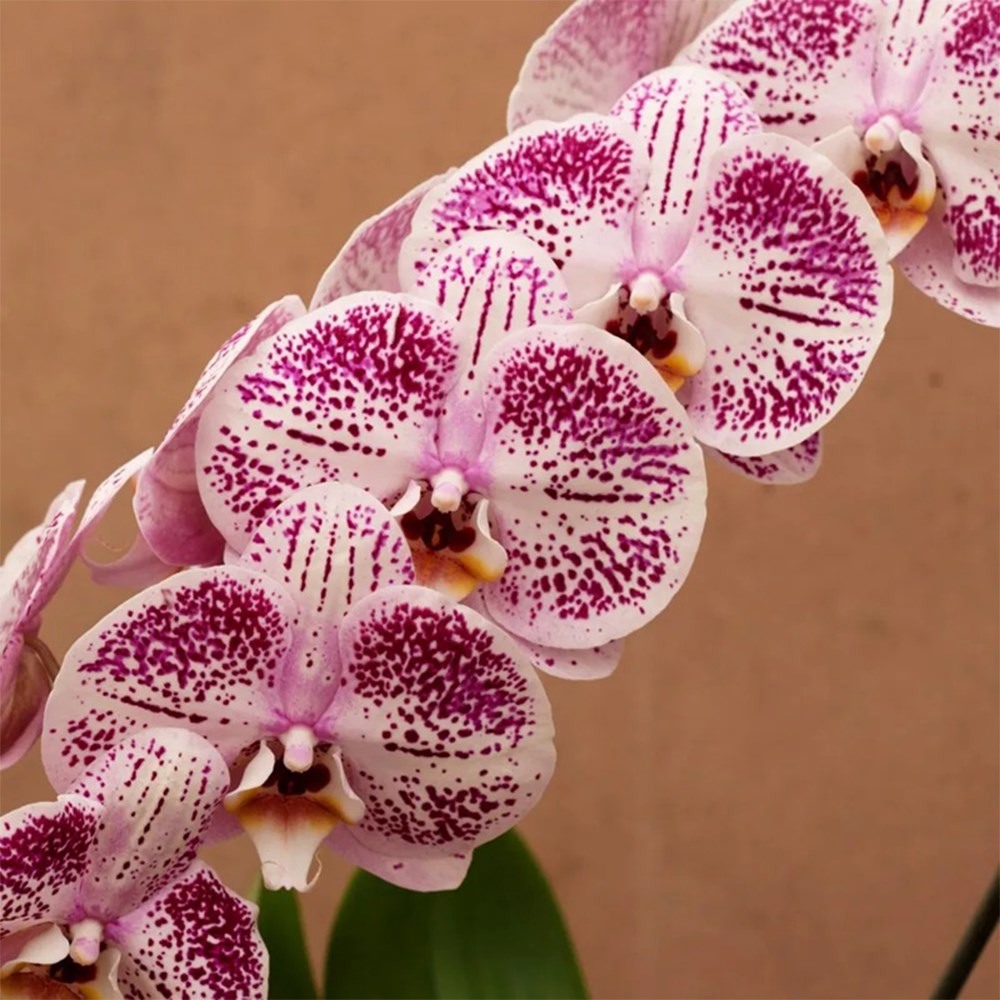 Phalaenopsis Formidablo Iguaza Falls | Orchid