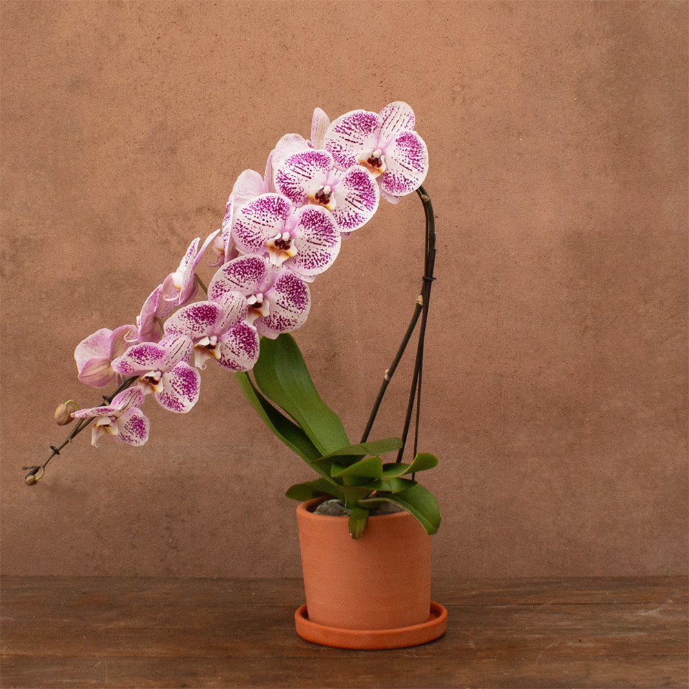 Phalaenopsis Formidablo Iguaza Falls | Orchid