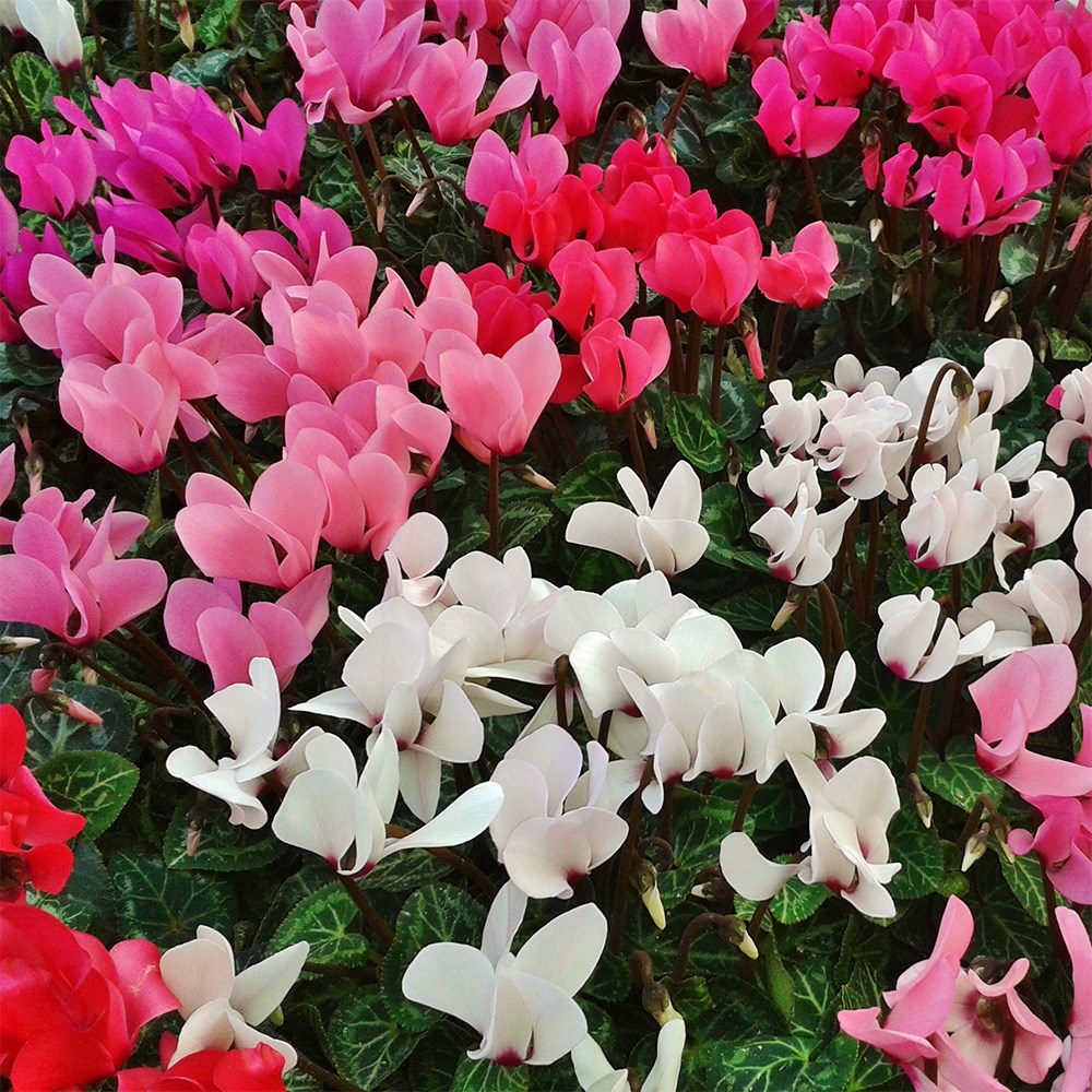 <i>Cyclamen persicum</i> Verano Mixed (Super Verano Series)