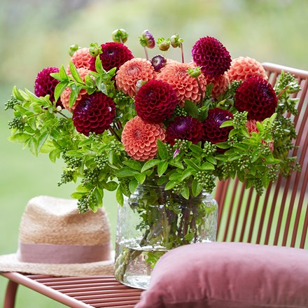 Plums and peaches dahlia collection