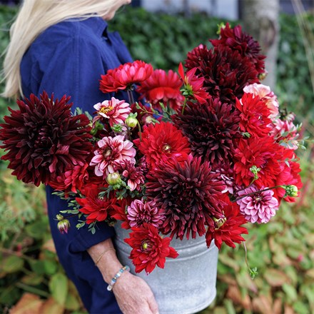 Wuthering heights dahlia collection