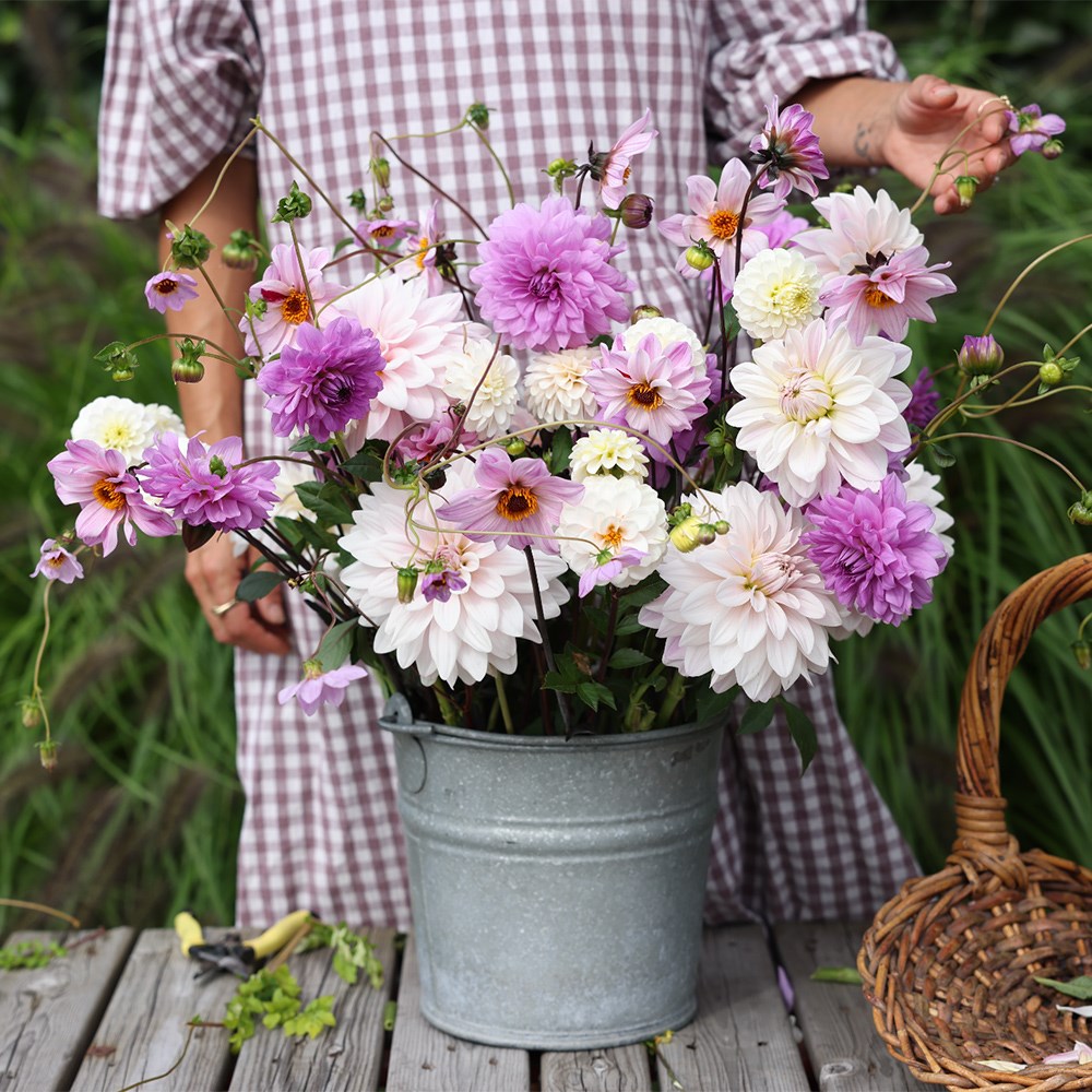Parma violets dahlia collection
