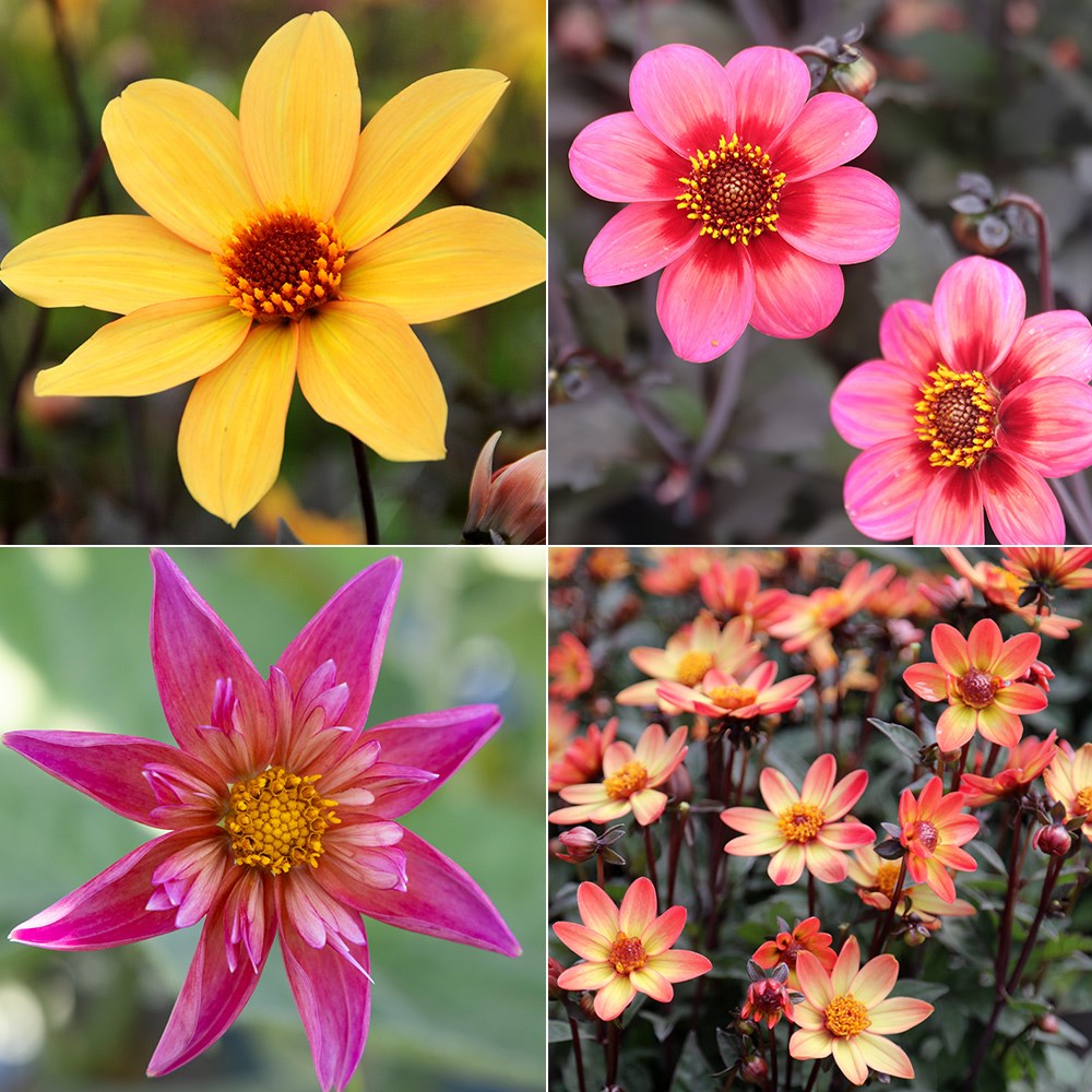 Pollinators bright and bold dahlia collection