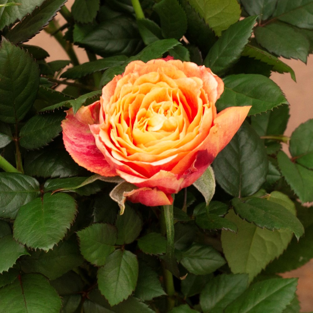 Rosa Sunshine Orange | Indoor rose