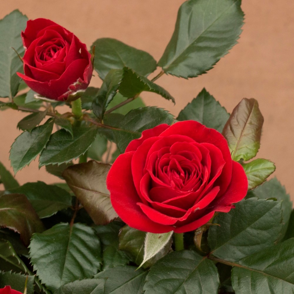 Rosa Valentine Red | Indoor rose