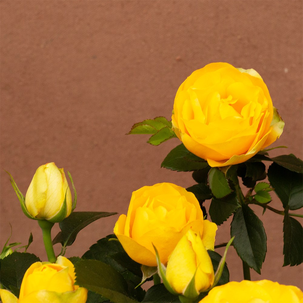 Rosa Friendship Yellow | Indoor rose