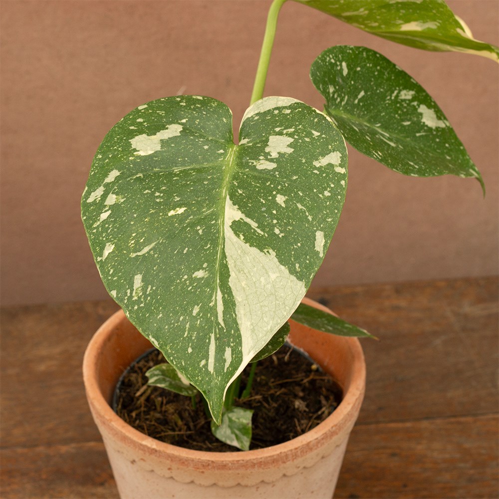 <i>Monstera</i> 'Thai Constellation'