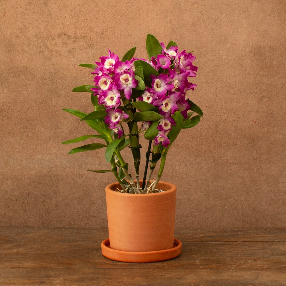 Dendrobium Purple Rain | Orchid