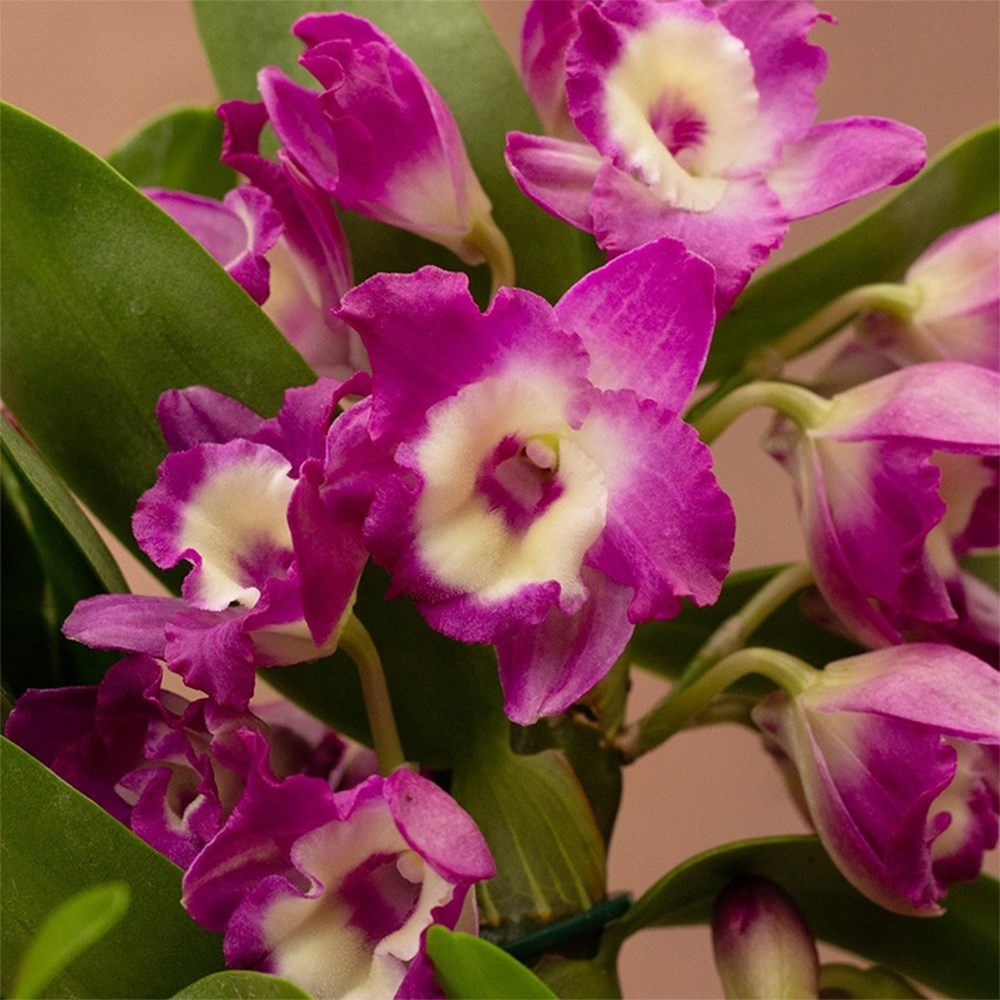 Dendrobium Purple Rain | Orchid