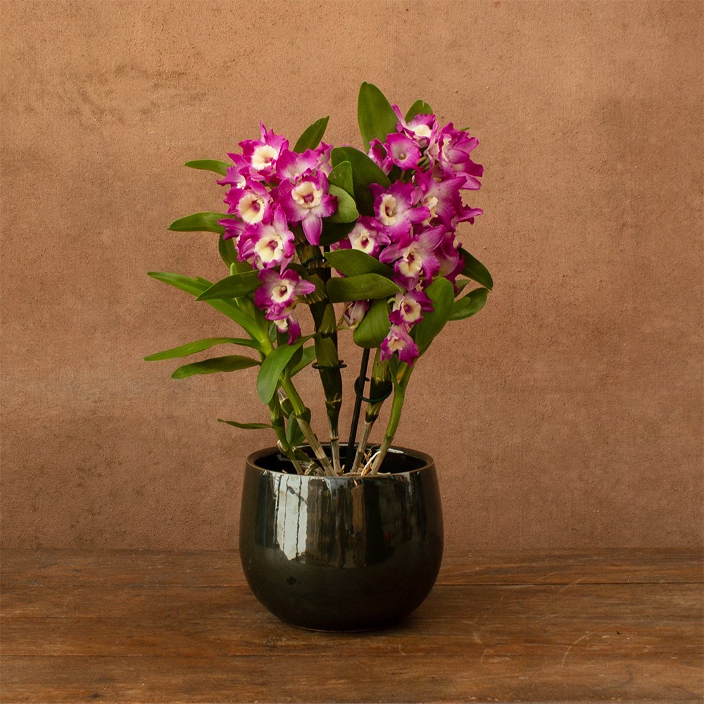 Dendrobium Purple Rain | Orchid