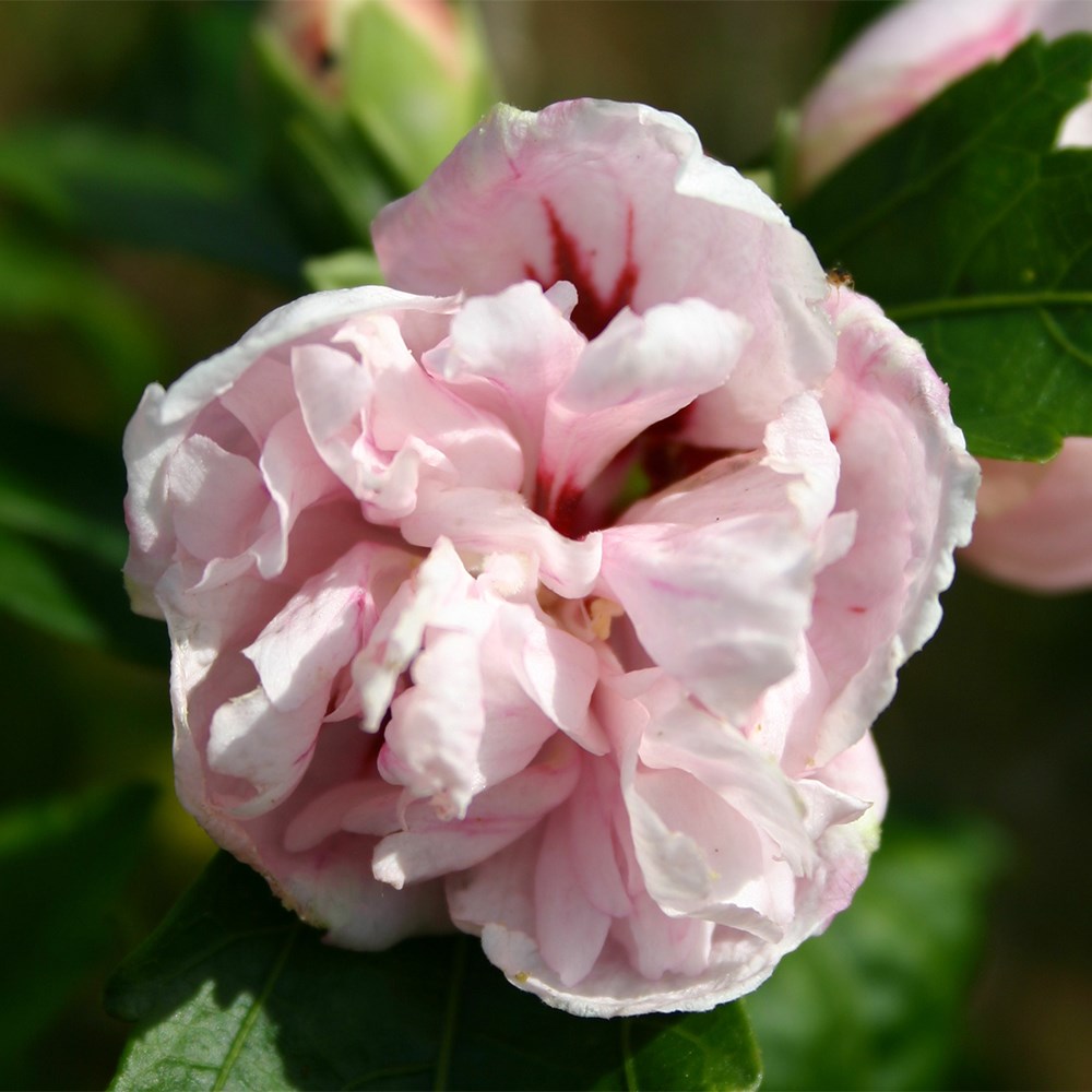 <i>Hibiscus syriacus</i> 'Blushing Bride'