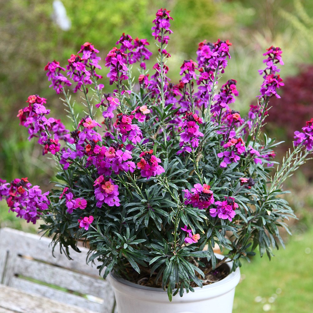 <i>Erysimum</i> <b class=small-caps>Colour Vibe Purple</b> (PBR)