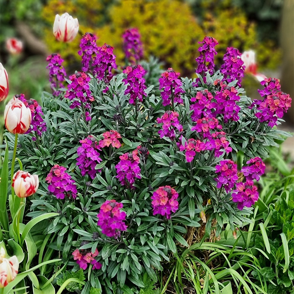 <i>Erysimum</i> <b class=small-caps>Colour Vibe Purple</b> (PBR)