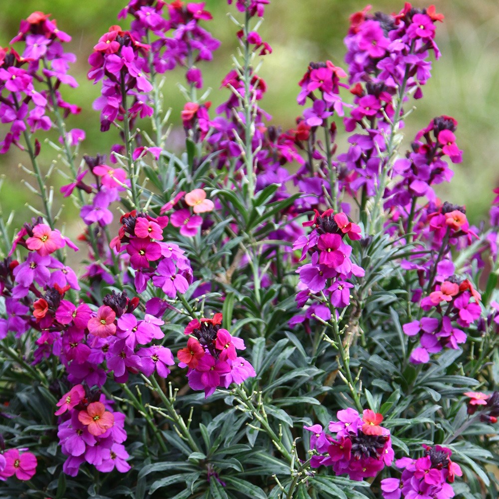 <i>Erysimum</i> <b class=small-caps>Colour Vibe Purple</b> (PBR)