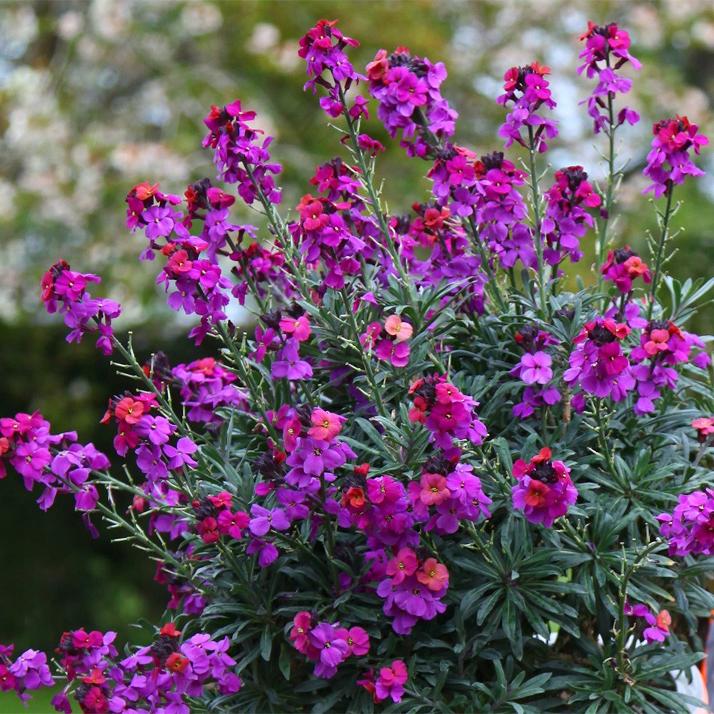 <i>Erysimum</i> <b class=small-caps>Colour Vibe Purple</b> (PBR)
