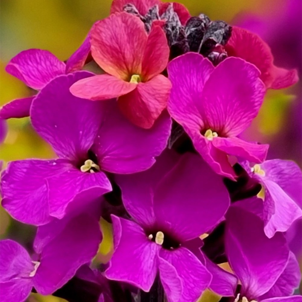 <i>Erysimum</i> <b class=small-caps>Colour Vibe Purple</b> (PBR)