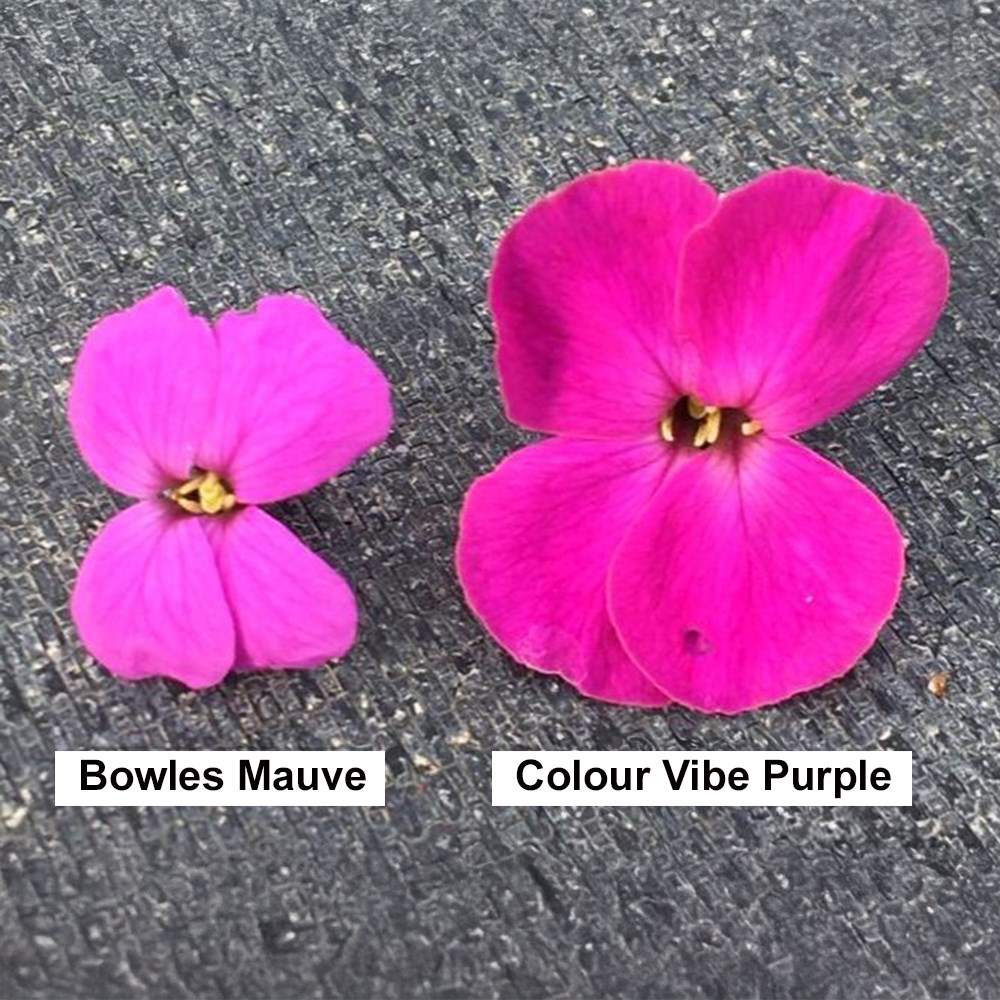 <i>Erysimum</i> <b class=small-caps>Colour Vibe Purple</b> (PBR)