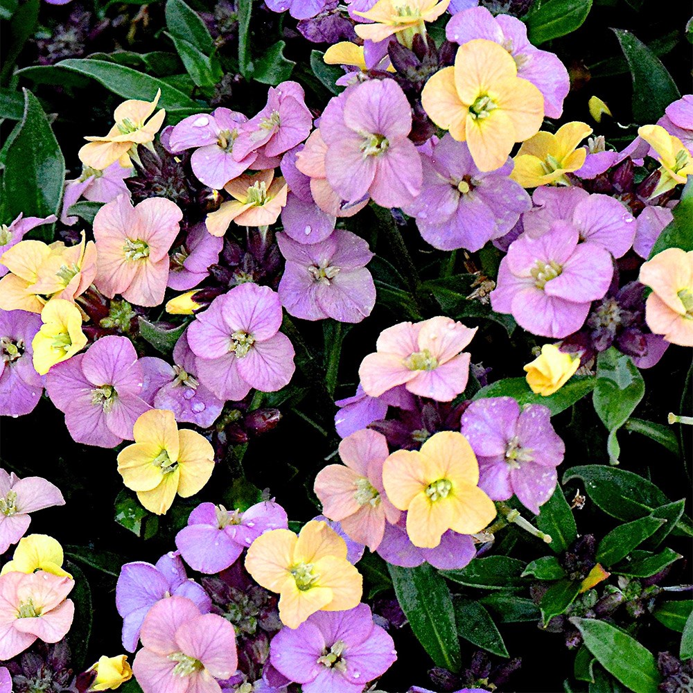 <i>Erysimum</i> 'Night Skies' (Sky Series)