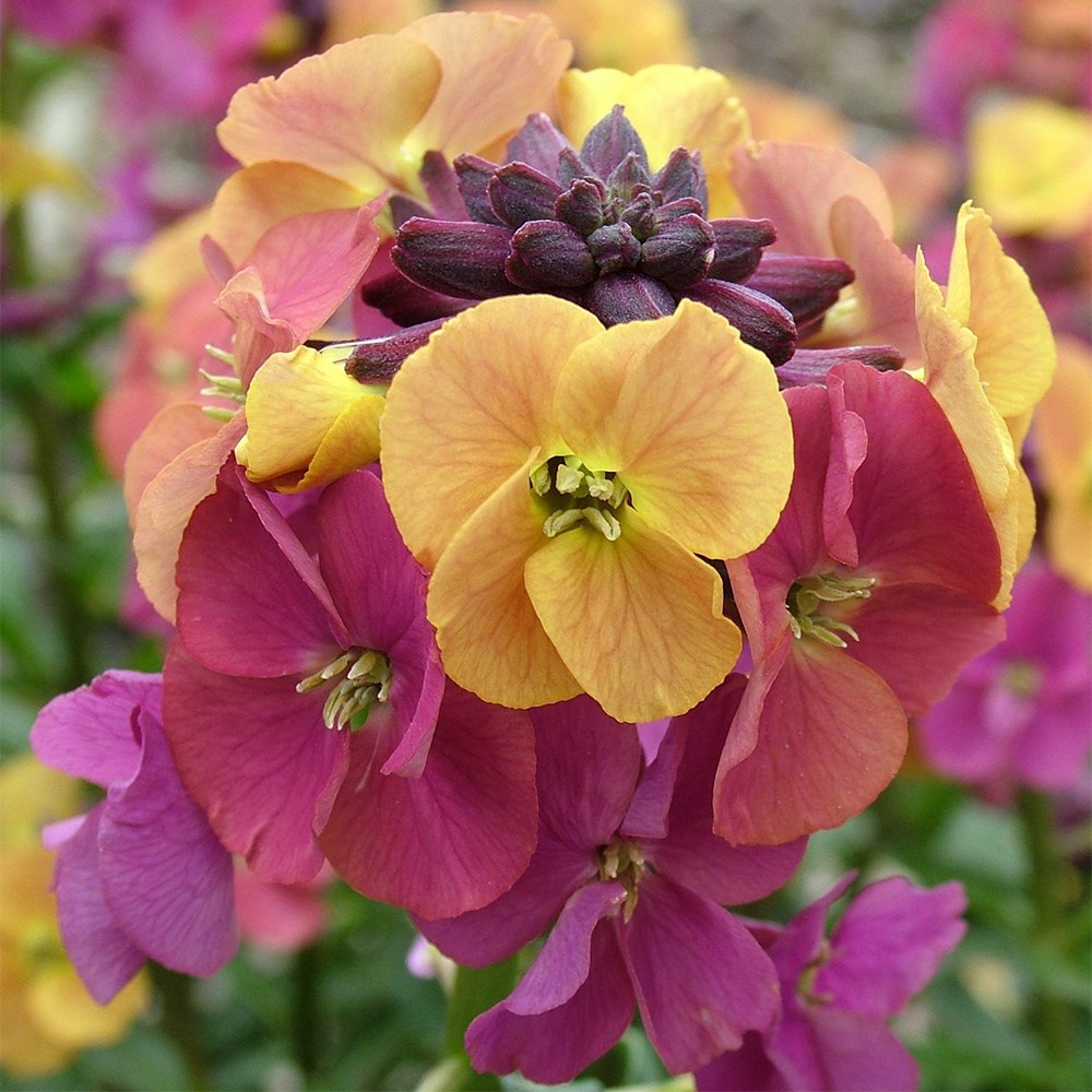 <i>Erysimum</i> 'Paint Box' (Artist Series)