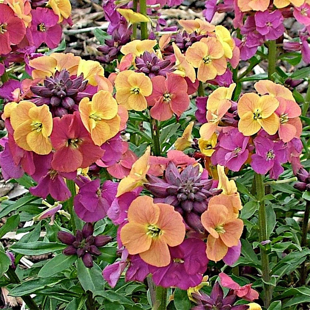 <i>Erysimum</i> 'Paint Box' (Artist Series)