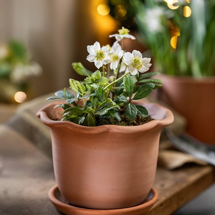 Helleborus niger Christmas Carol