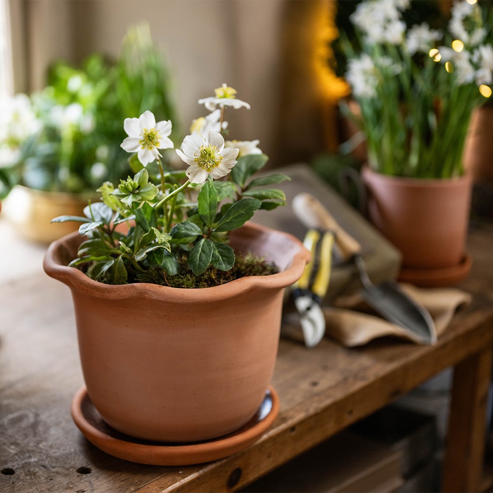 <i>Helleborus niger</i> 'Christmas Carol' & terracotta pot