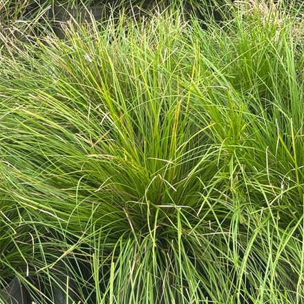 Carex Kyoto