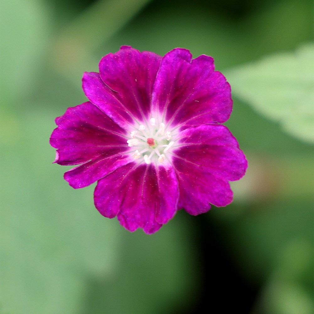 <i>Geranium nodosum</i> 'Fielding's Folly'