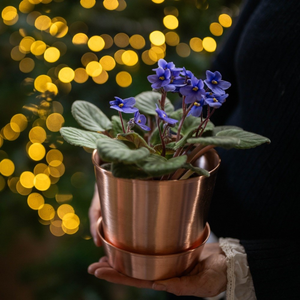 <i>Saintpaulia Light Blue </i> 